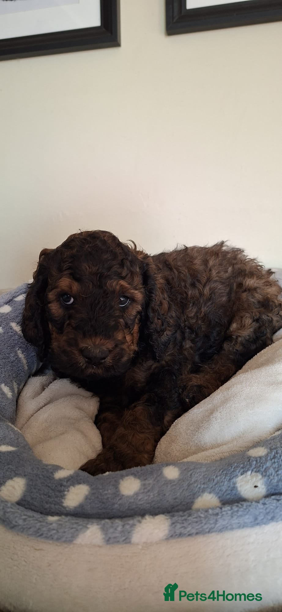 Mixed Breed dogs Rottweiler / Rottidoodle puppies - Advert 2