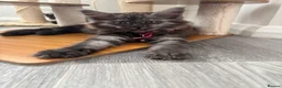 Maine Coon cats for sale: REDUCED TICA Black Smoke Maine Coon Girls - Advert 16