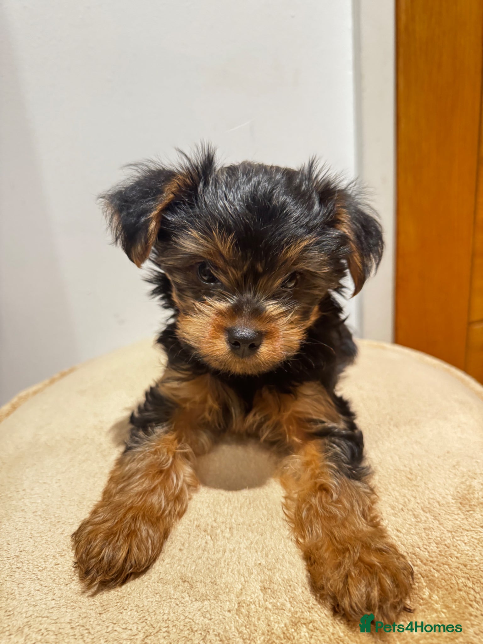 Yorkshire Terrier dogs Tiny Yorkshire Terrier Boy – Last Puppy Available - Advert 2
