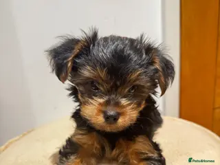 Yorkshire Terrier dogs Tiny Yorkshire Terrier Boy – Last Puppy Available - Advert 2