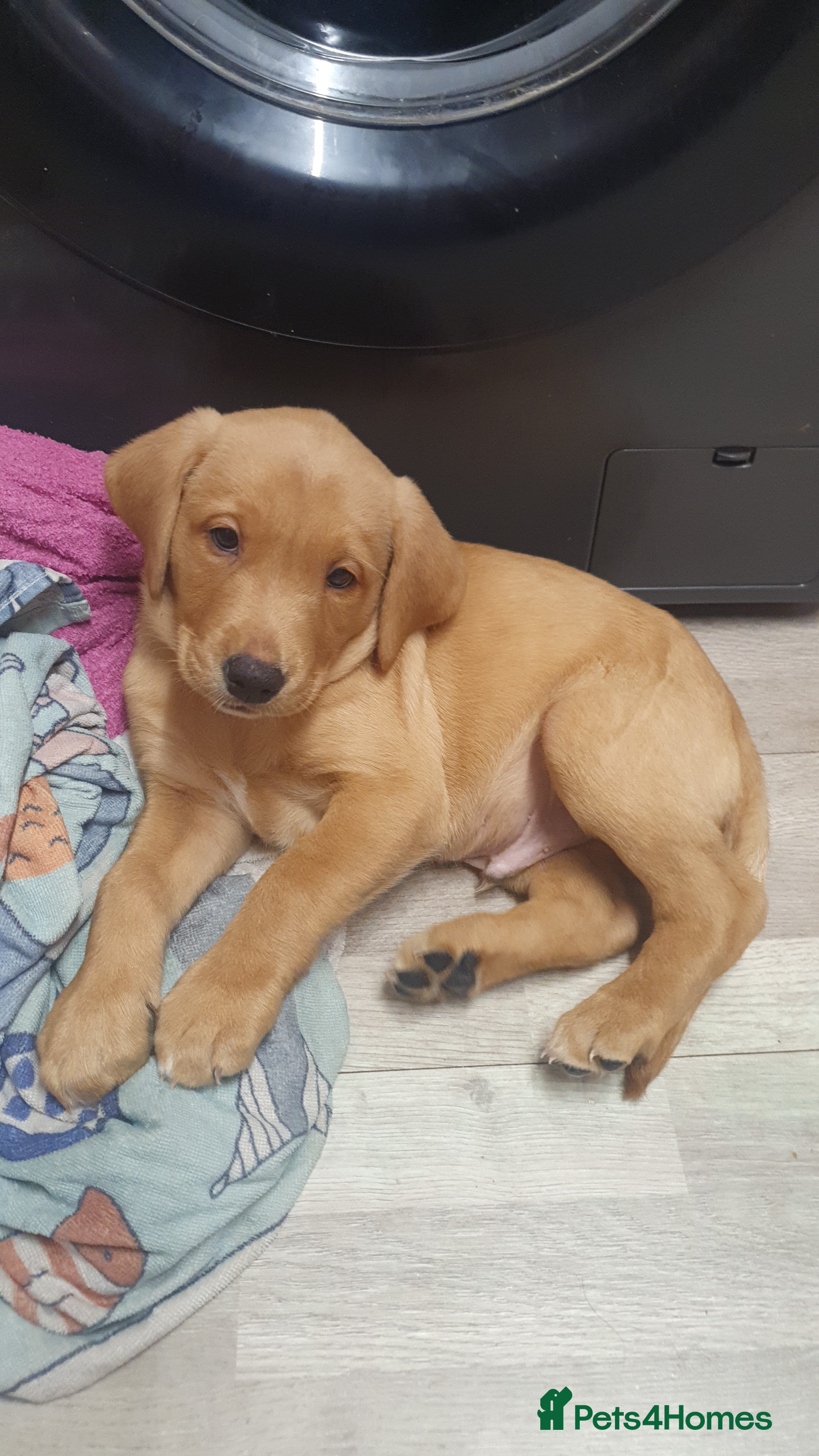 Labrador Retriever dogs Kc labrador puppy (only brown collar please read) - Advert 7