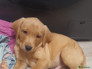 Labrador Retriever dogs Kc labrador puppy (only brown collar please read) - Advert 6