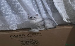 Persian cats for sale: Persian doll face - Image 4