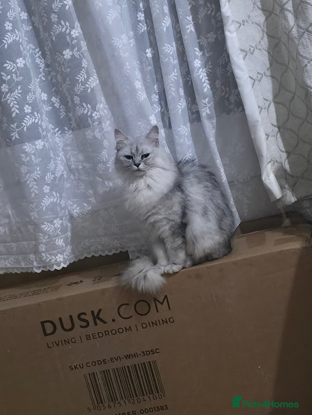 Persian cats for sale: Persian doll face - Image 4