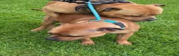 Staffordshire Bull Terrier dogs for sale: 🐾 STUNNING RED STAFFIE PUPPIES 🐾 - Advert 15
