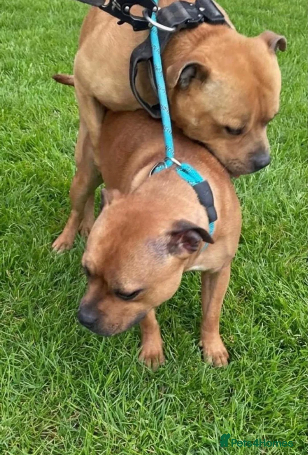 Staffordshire Bull Terrier dogs for sale: 🐾 STUNNING RED STAFFIE PUPPIES 🐾 - Advert 15