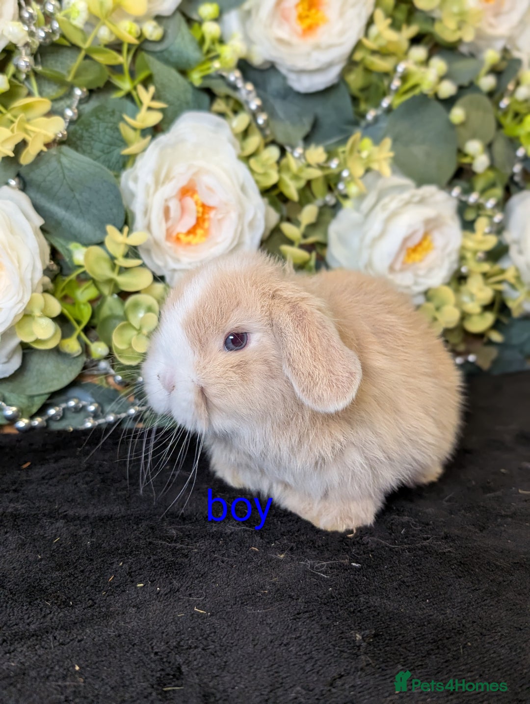 Mini Lop rabbits for sale: ❤️Stunning mini lop babies❤️ - Advert 23
