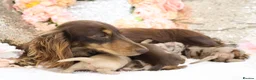 Miniature Dachshund dogs for sale: KC Longhair Miniature Dachshunds - Advert 27