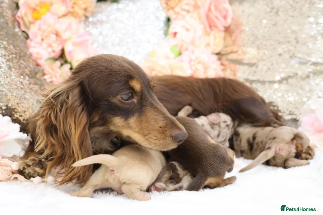 Miniature Dachshund dogs for sale: KC Longhair Miniature Dachshunds - Advert 27