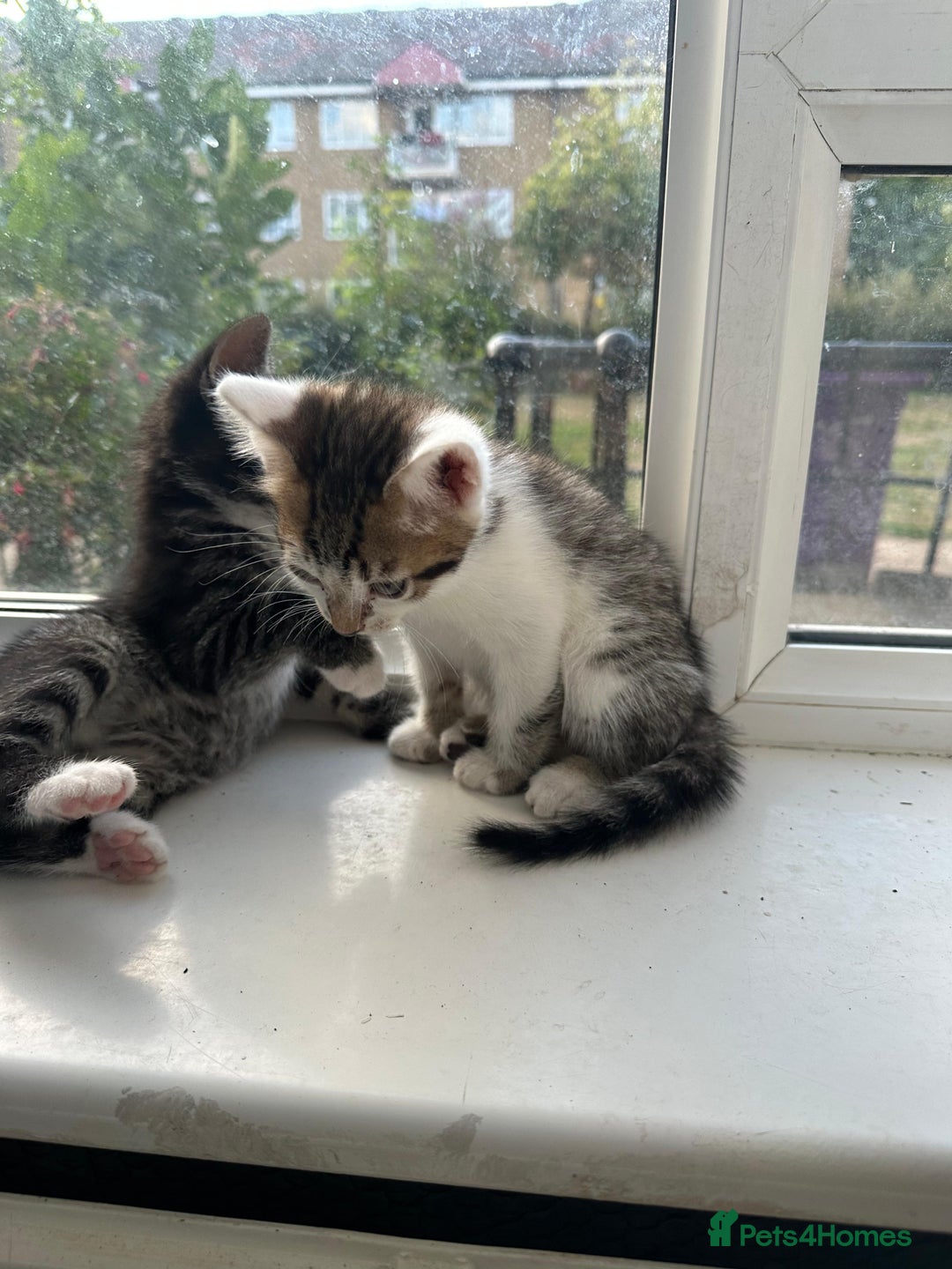 Bengal cats for sale: 6 Cross Bengal Kittens - Image 14