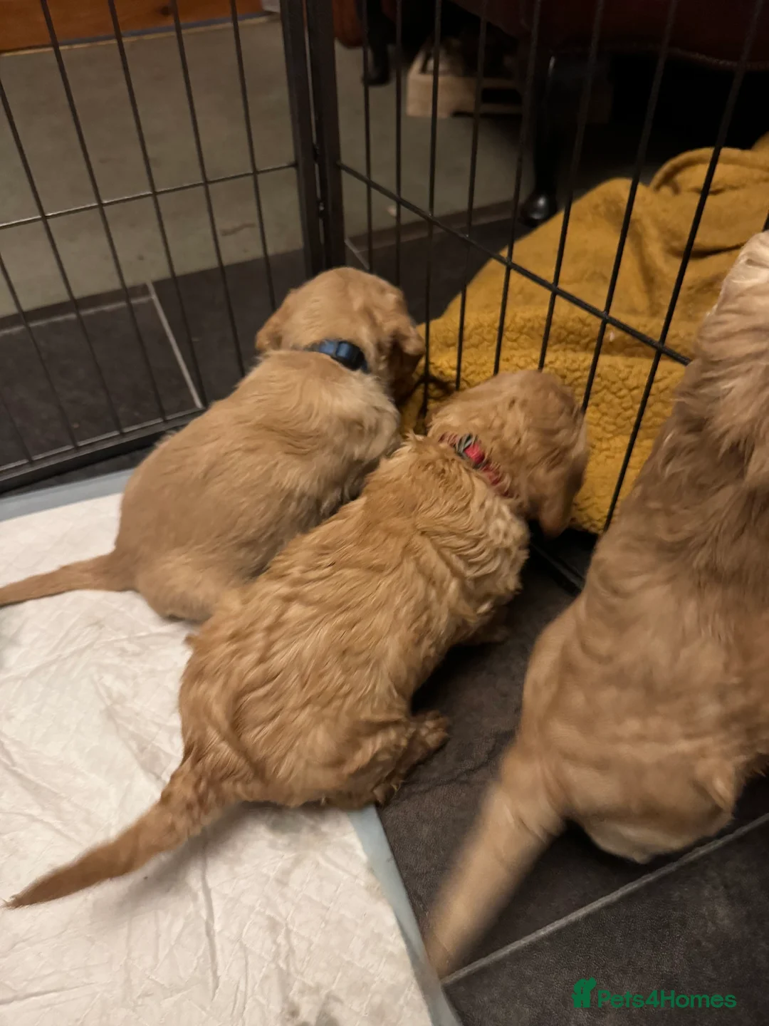 Cockapoo dogs for sale: Wonderful Litter of Cockerpoos, in Belper - Advert 13