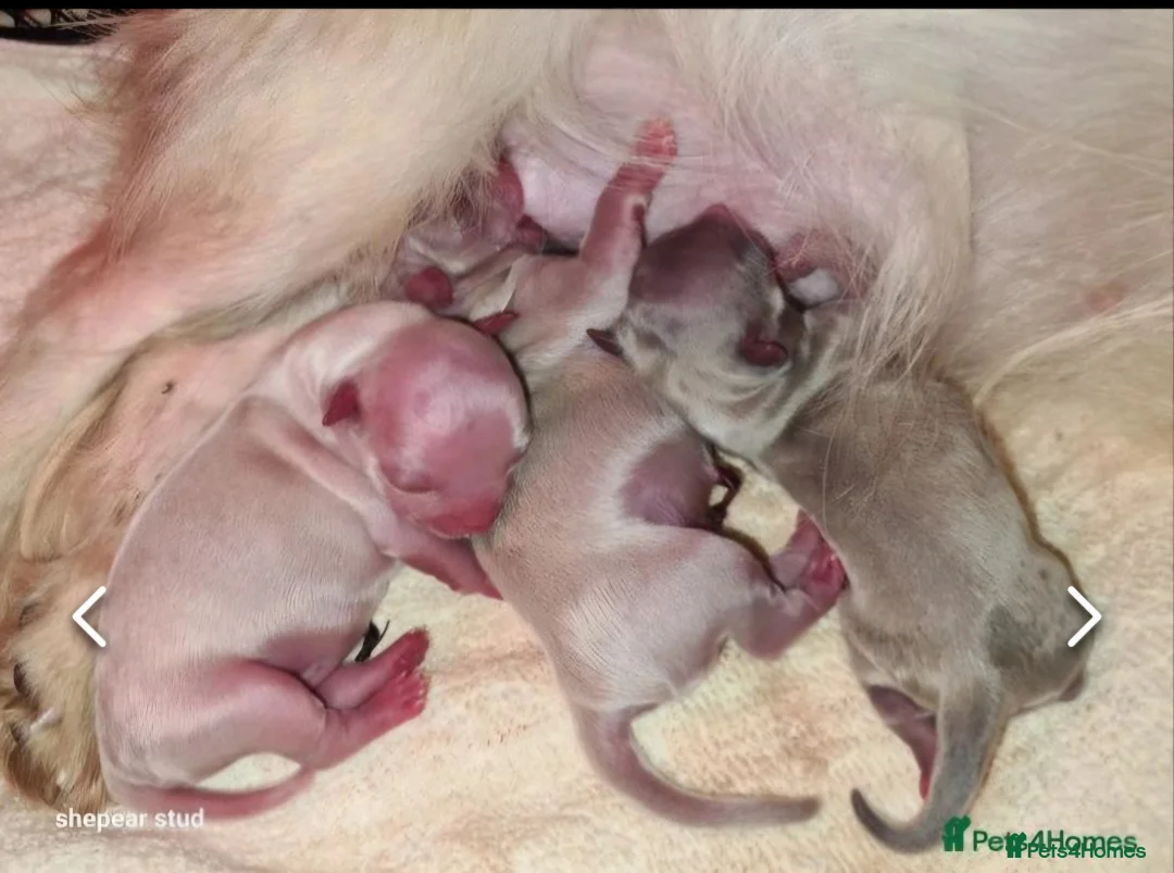 Chihuahua dogs for stud: Kc long haired chihuahua stud  in Wisbech - Advert 8