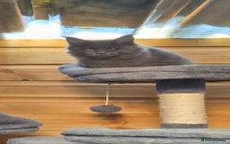 Maine Coon cats for sale: Adorable Maine Coon Kittens - Image 3