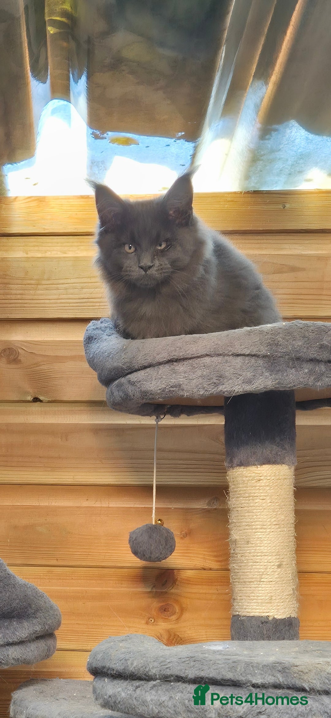 Maine Coon cats for sale: Adorable Maine Coon Kittens - Image 3