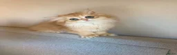 British Shorthair cats for sale: Adorable Golden British Short/longhair Kittens - Advert 5