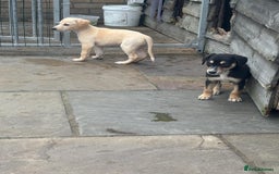 Mixed Breed dogs for sale: Saluki whippet greyhounds  - Image 8