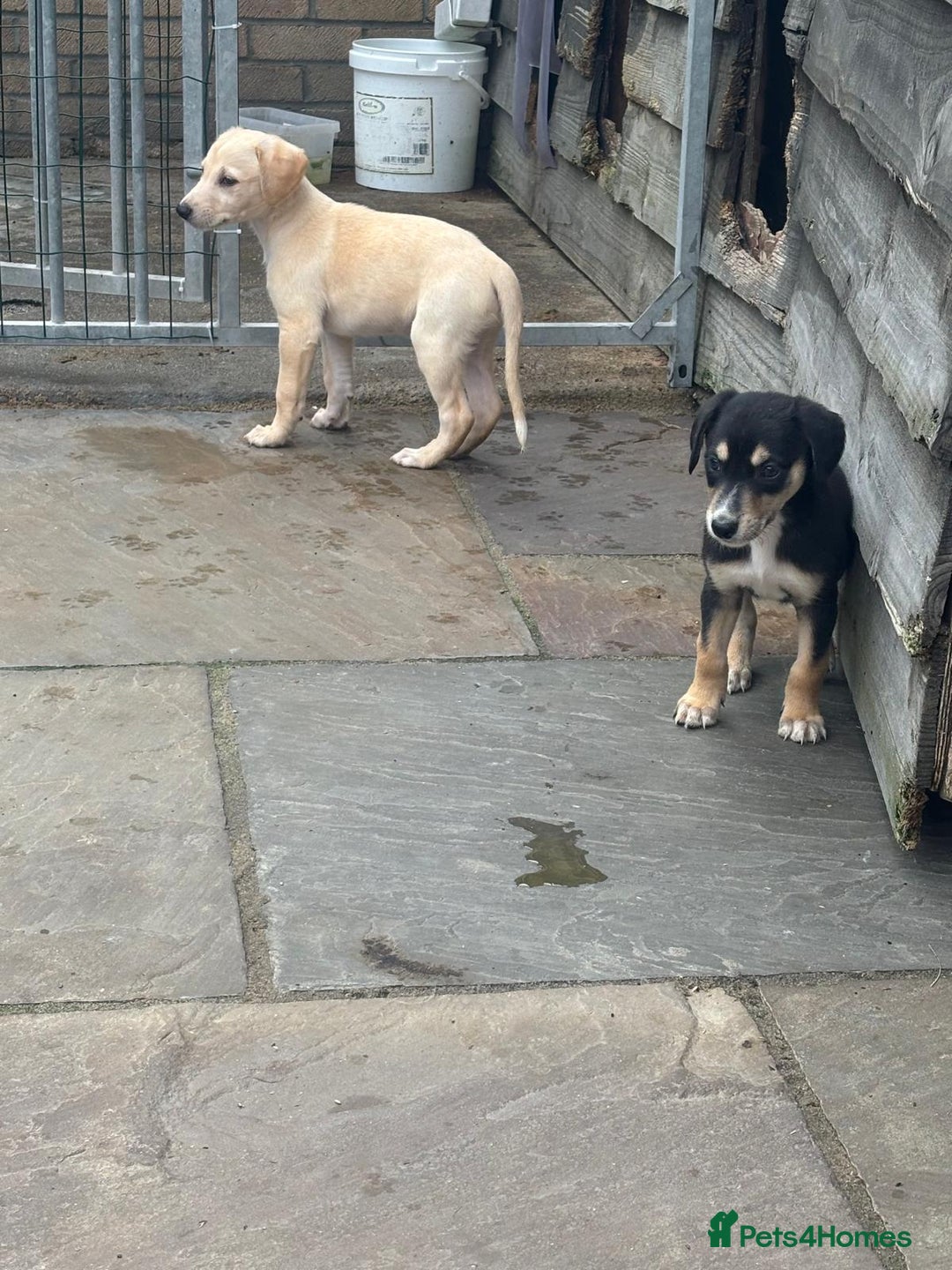 Mixed Breed dogs for sale: Saluki whippet greyhounds  - Image 8