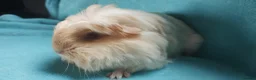 Guinea Pig rodents for sale: Beautiful pair of boys ready now  - Advert 7
