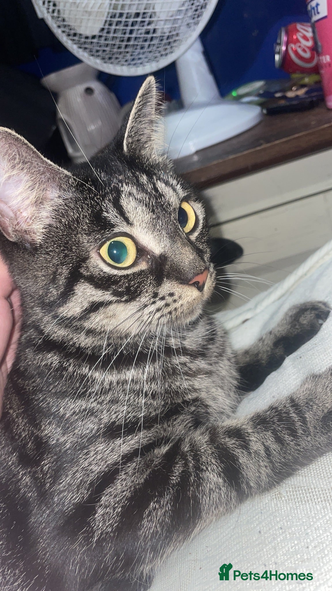 British Shorthair cats Female cat 2 years old  - Advert 13