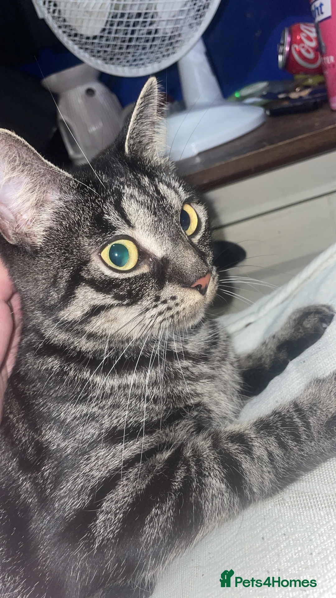 British Shorthair cats for sale: Female cat 2 years old  in Birmingham - Advert 1