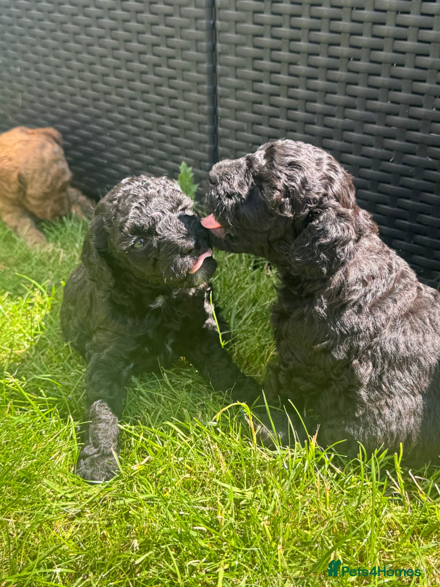 Toy Poodle dogs 3 Black puppies left.Toy poodle  - Advert 16