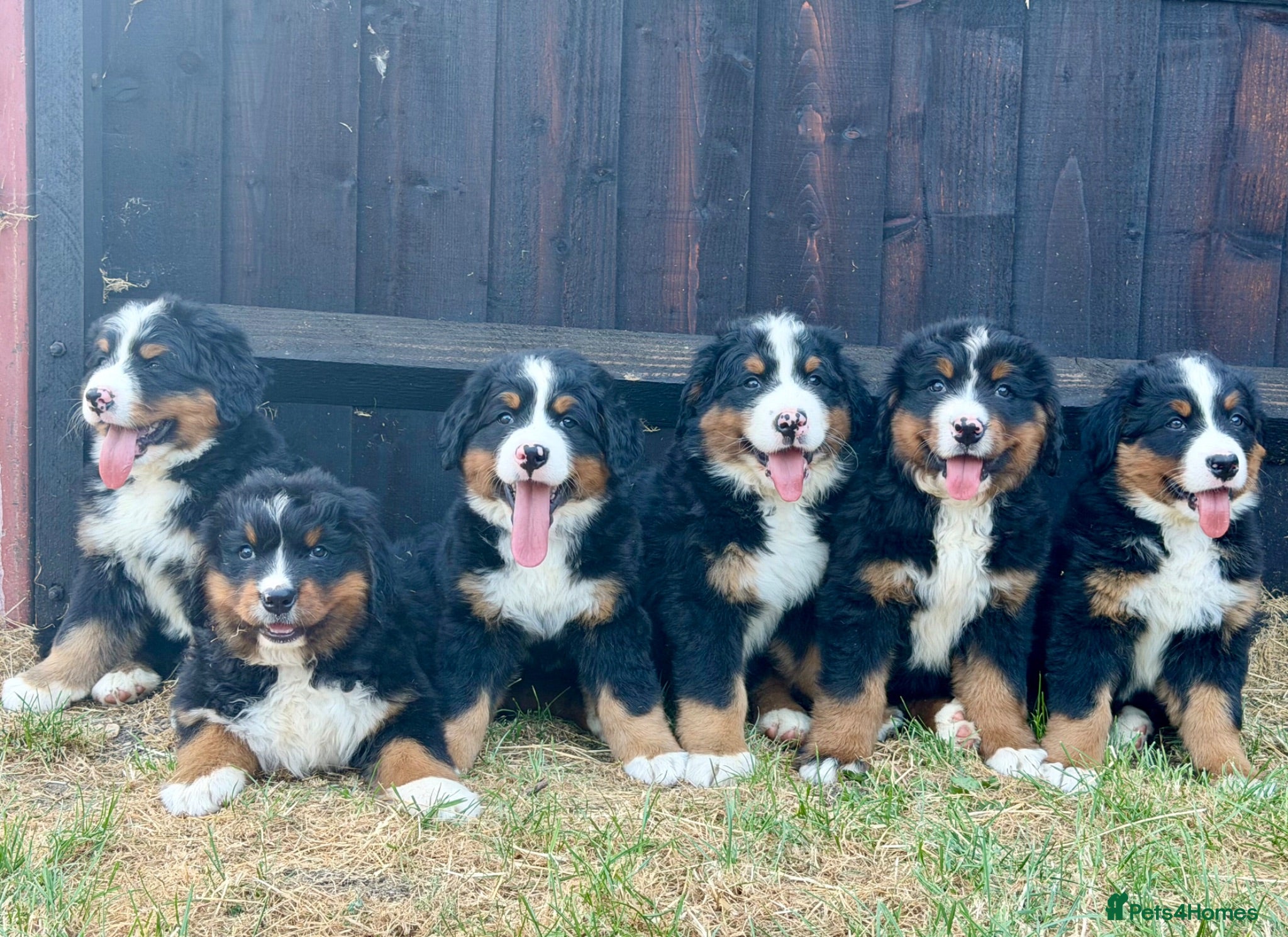 Bernese Mountain Dog dogs  Bernese mountain dog puppies - Advert 1
