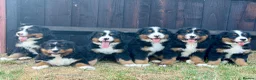Bernese Mountain Dog dogs for sale:  Bernese mountain dog puppies in Chippenham - Advert 1