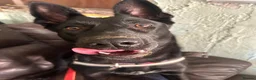 Mixed Breed dogs for adoption: ❤️🐶 MULAN – BEAUTIFUL, BRILLIANT & READY  - Advert 4