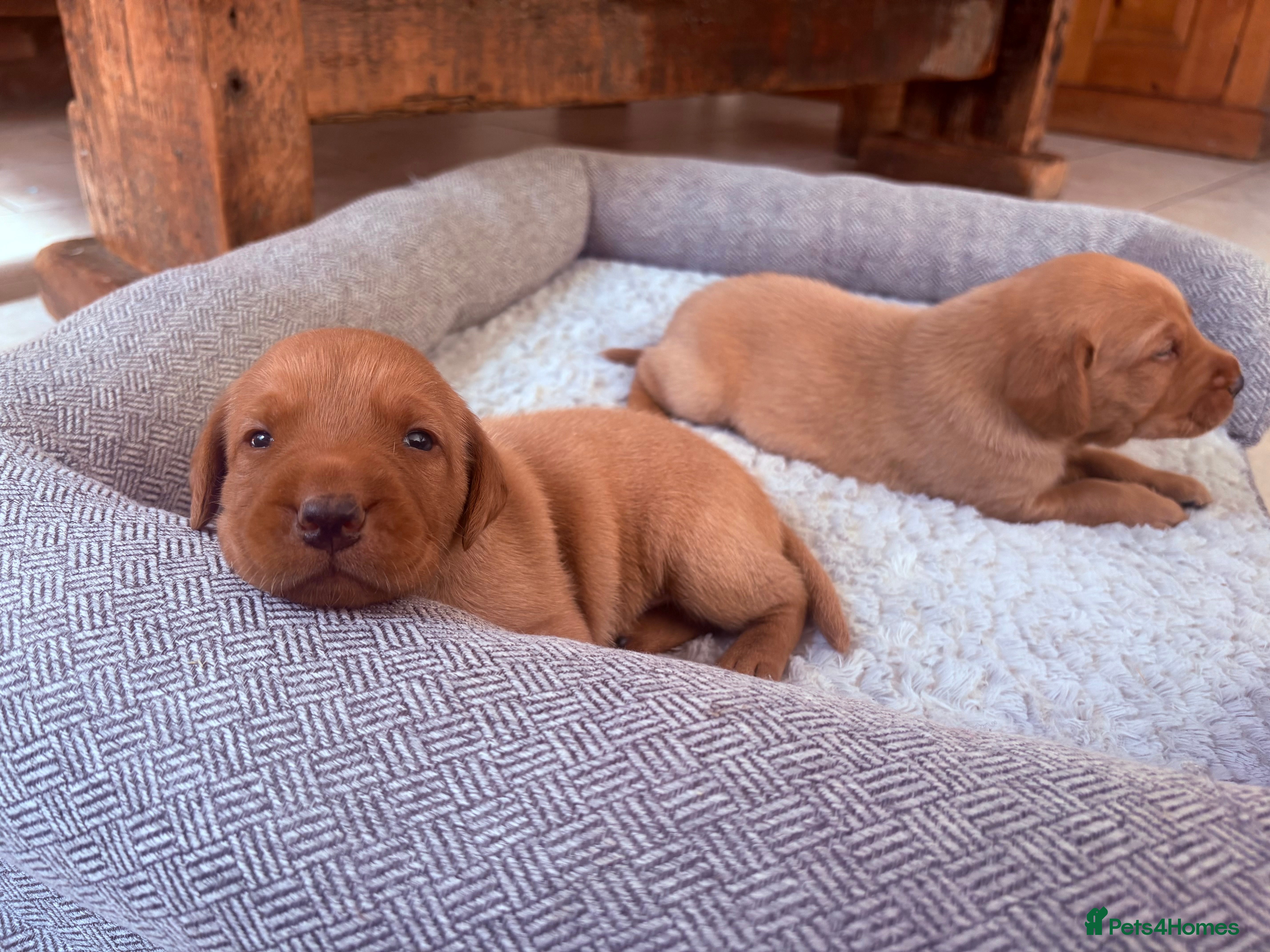 Labrador Retriever dogs Health Tested IGL Champion Bred Labrador Puppies  - Advert 2