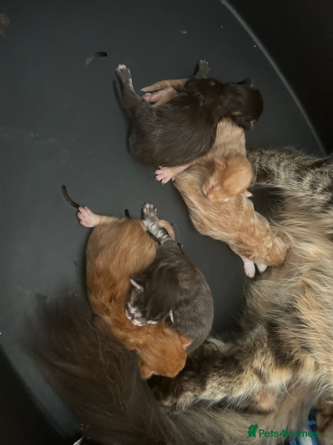 Maine Coon cats for sale: 5 tica registered mainecoon kittens  - Image 15