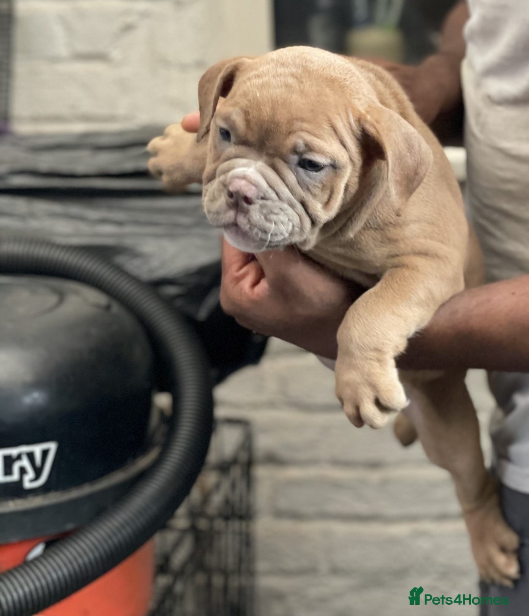 English Bulldog dogs for sale: Old British bull puppies - Image 11