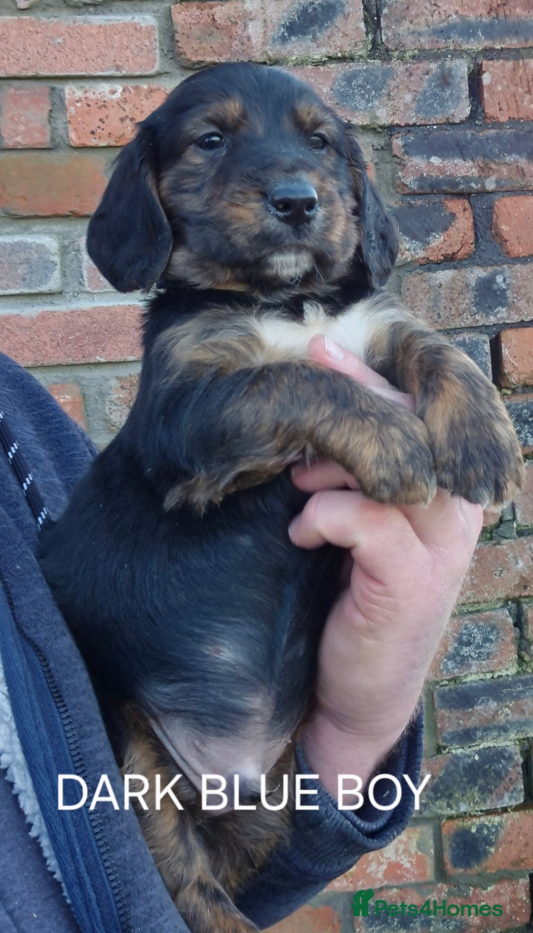 Mixed Breed dogs for sale: Retriever x Basset Hound hybrid Puppies Puppies  - Advert 5