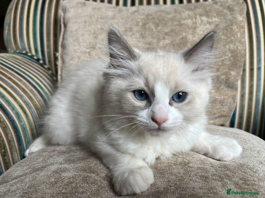 Ragdoll cats Exquisite pure ragdoll kittens  - Advert 1