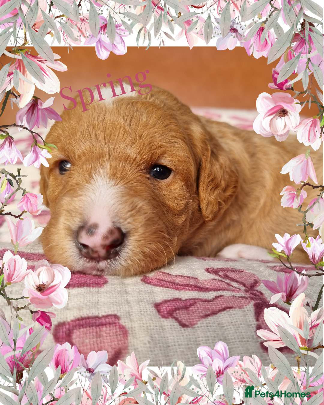 Australian Labradoodle dogs for sale: Stunning red F1b Australian Labradoodle puppies  - Image 30