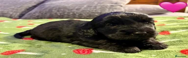 Cockapoo 4