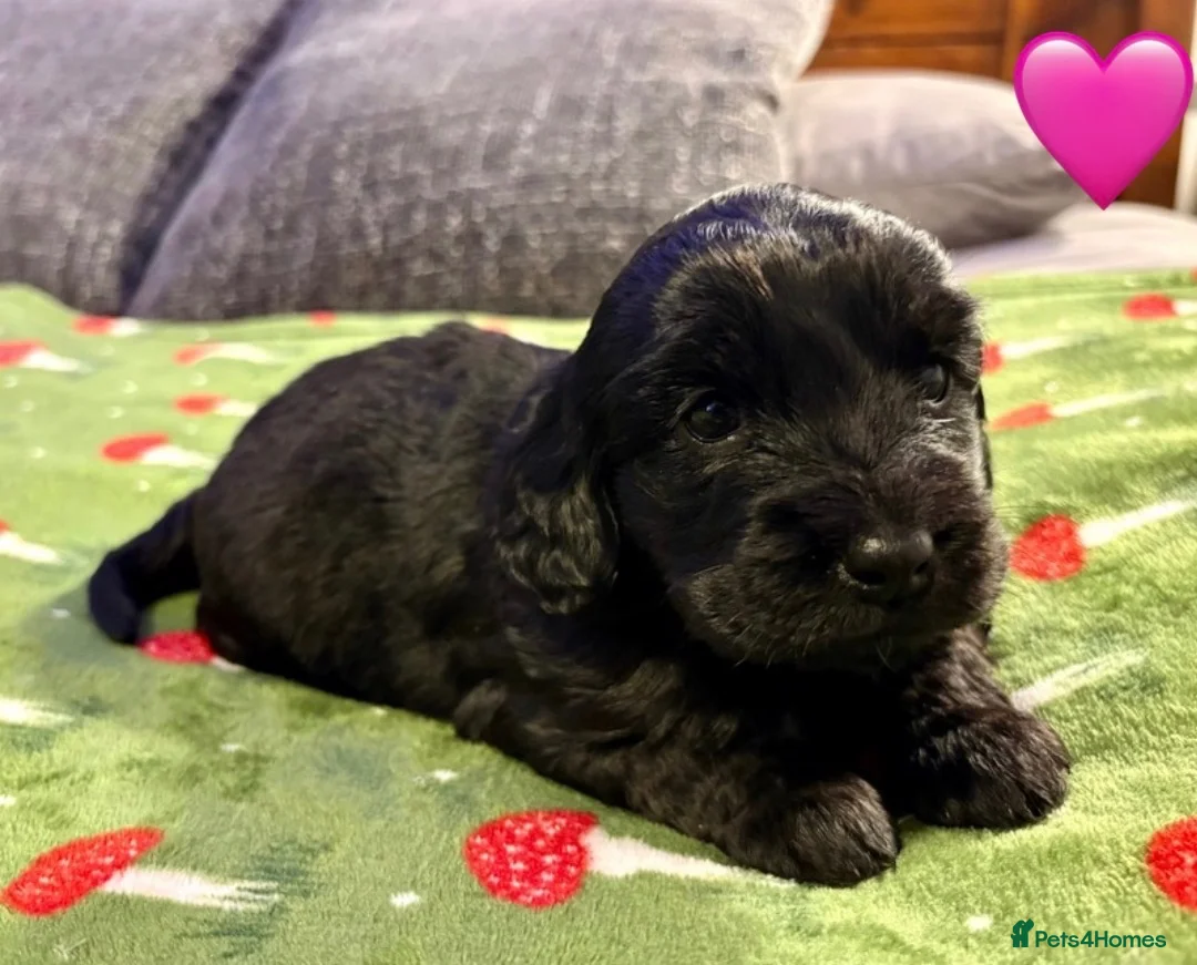 Cockapoo dogs for sale: F2 Cockapoo Puppies. - Advert 2