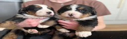 Bernese Mountain Dog dogs for sale: Bernese Mountain Dog Puppies – Family Raised - Advert 3