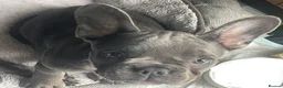 French Bulldog dogs for sale: Beautiful French Bulldog Puppies Fluffy Carriers - Advert 33