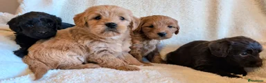 Labradoodle Puppy 2