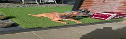 French Bulldog dogs for sale: French bulldog (girl) in Dunmow - Advert 4