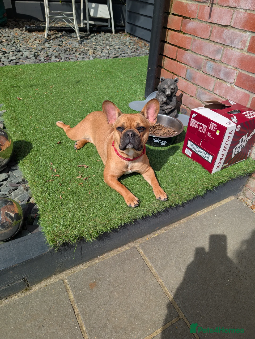 French Bulldog dogs for sale: French bulldog (girl) in Dunmow - Advert 4