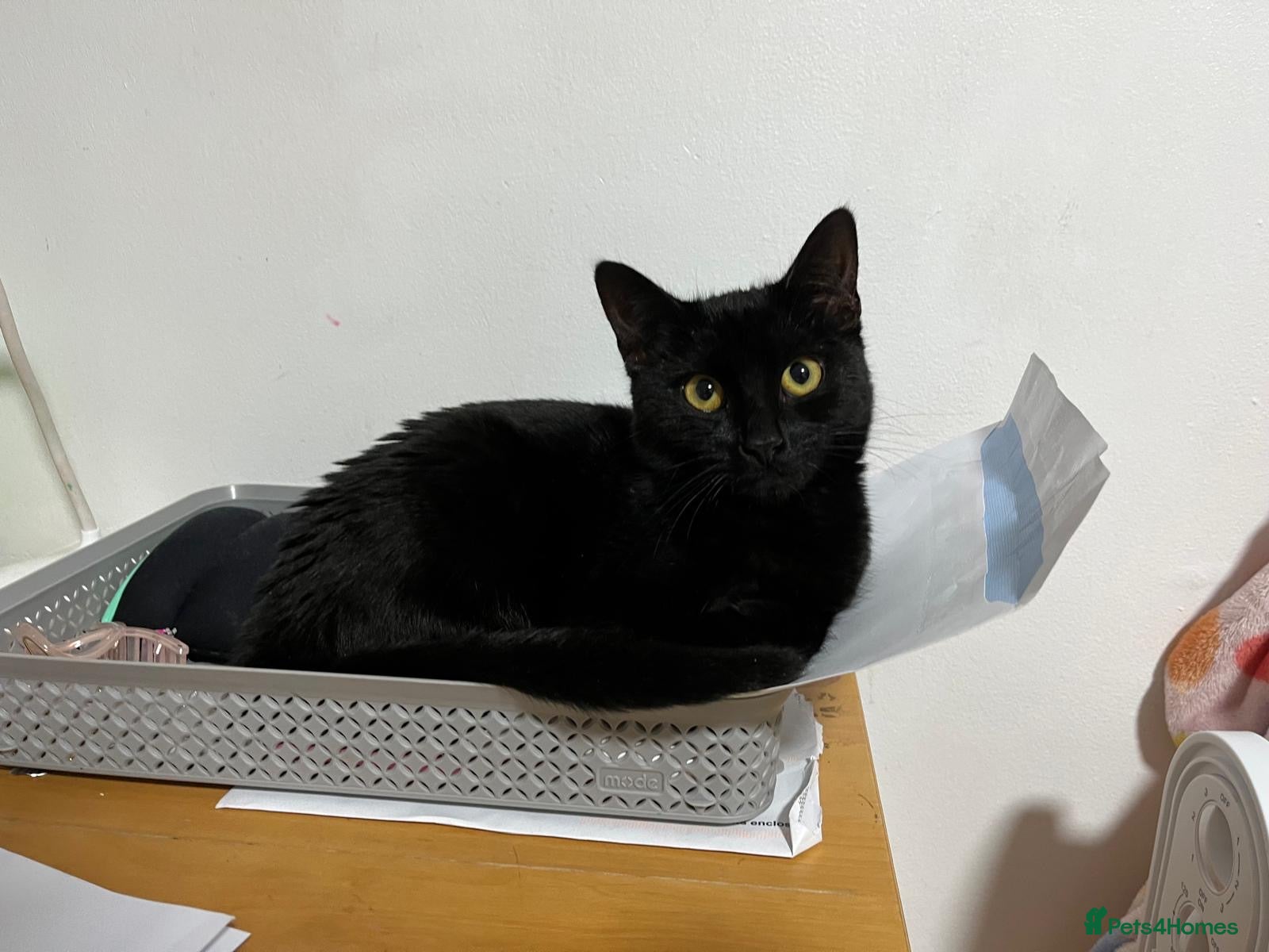 Domestic Shorthair cats Wendy - Black Cat 🐈‍⬛ - Advert 1
