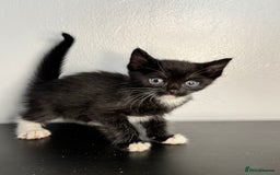 Mixed Breed cats for sale: Beautiful mixed bengal kittens  - Image 19