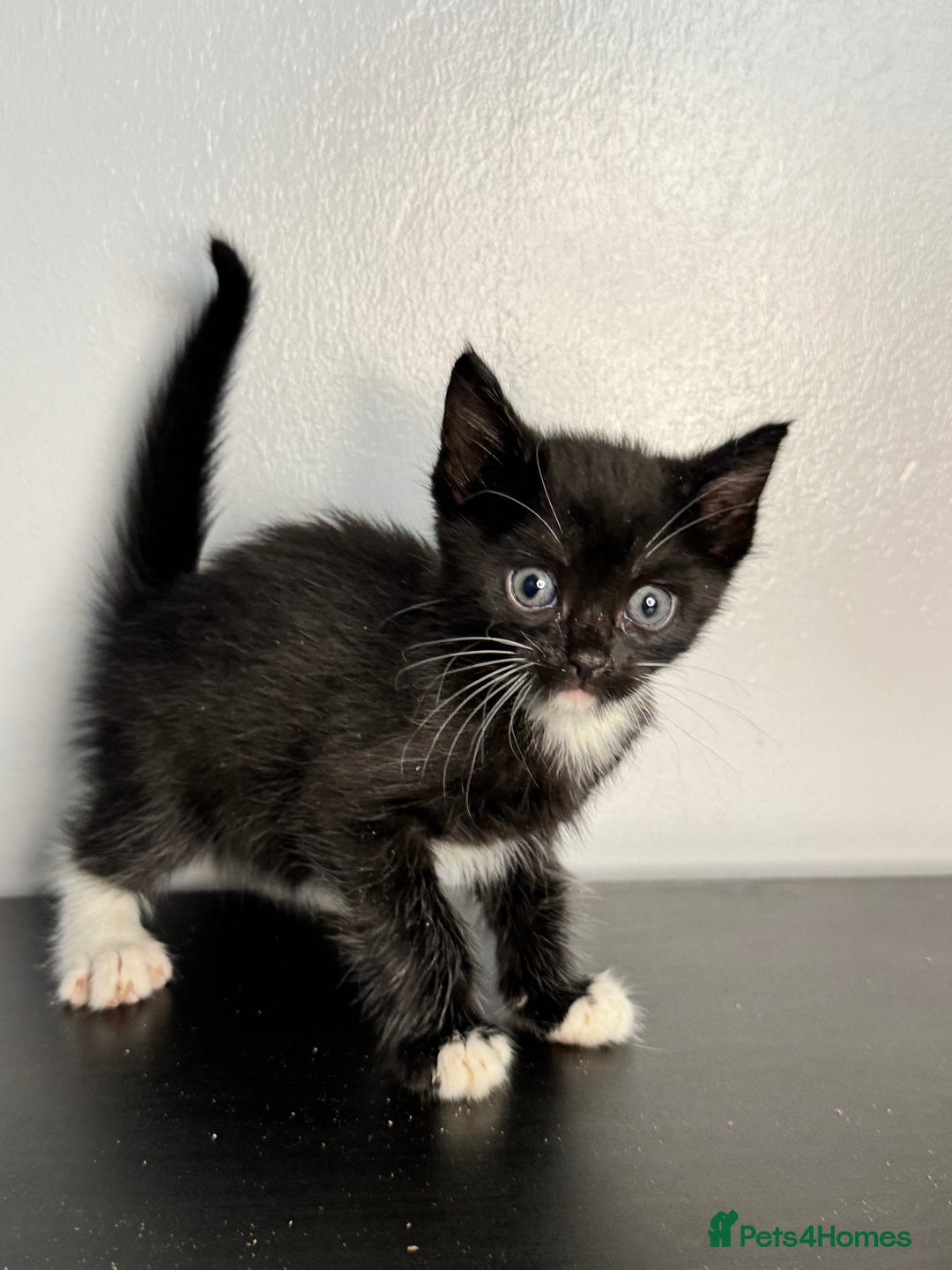 Mixed Breed cats for sale: Beautiful mixed bengal kittens  - Image 19