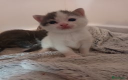 Mixed Breed cats for sale: Beautiful fluffy grey tabby kittens - Image 2