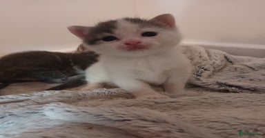 Mixed Breed cats - Advert 5
