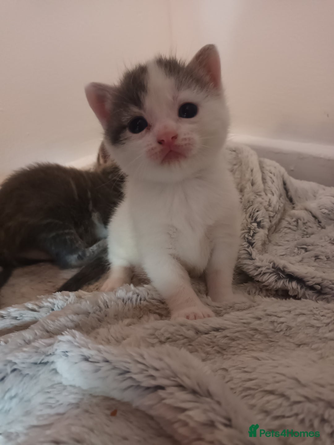 Mixed Breed cats for sale: Beautiful fluffy grey tabby kittens - Image 2