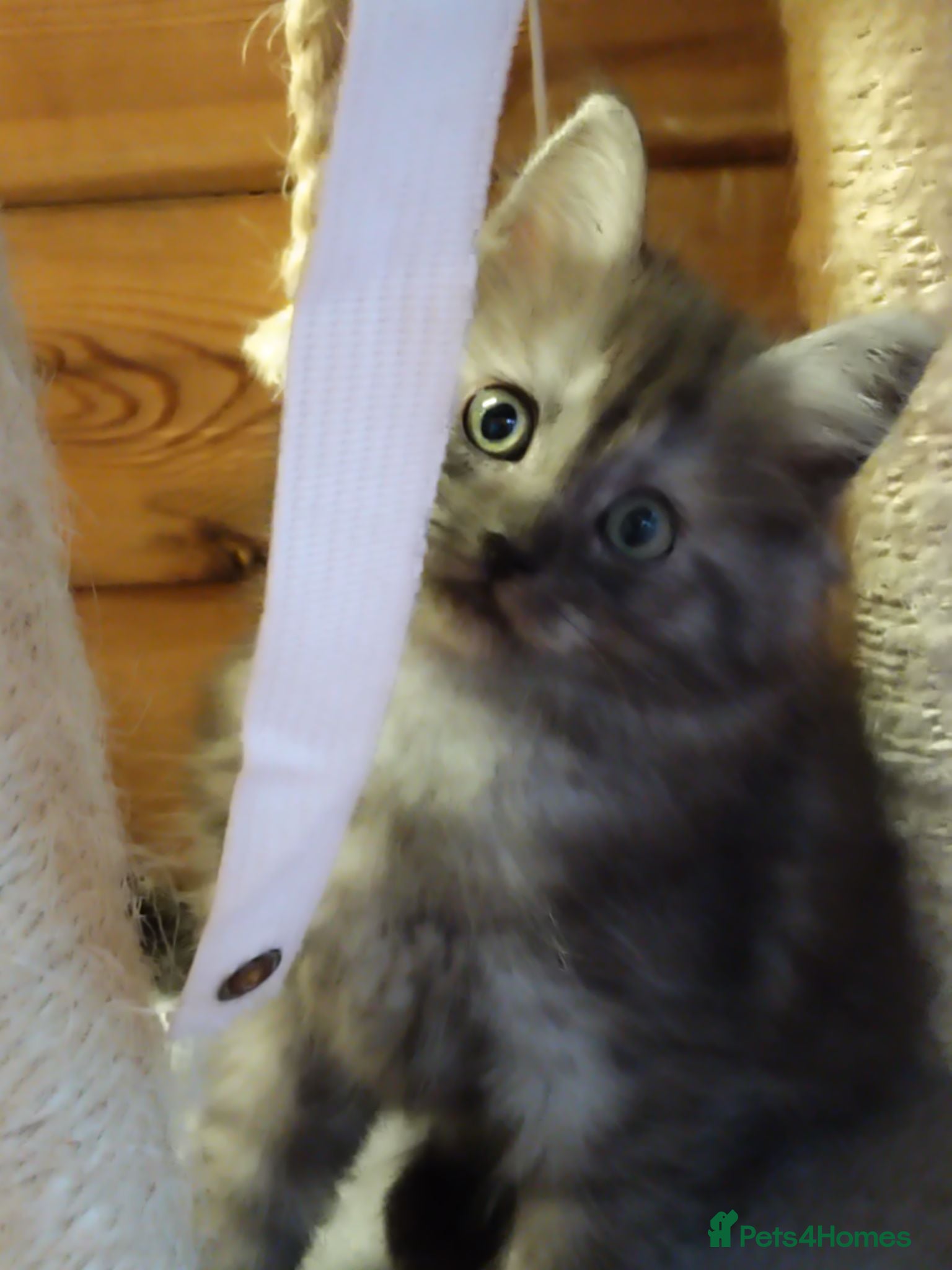 Maine Coon cats Maincoon kittens  - Advert 2