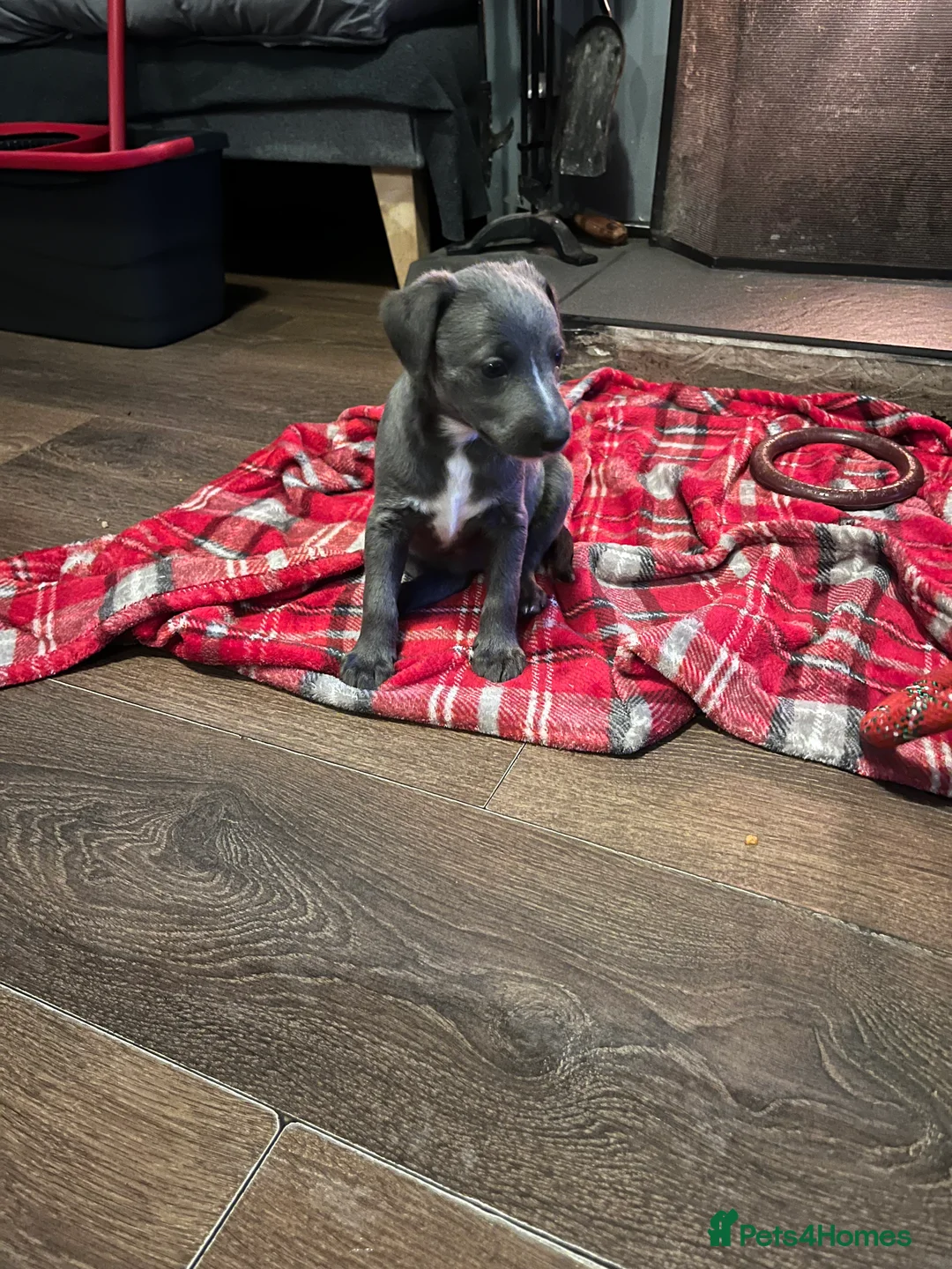 Lurcher dogs for sale: Bedlington Whippet pups for sale - Advert 30