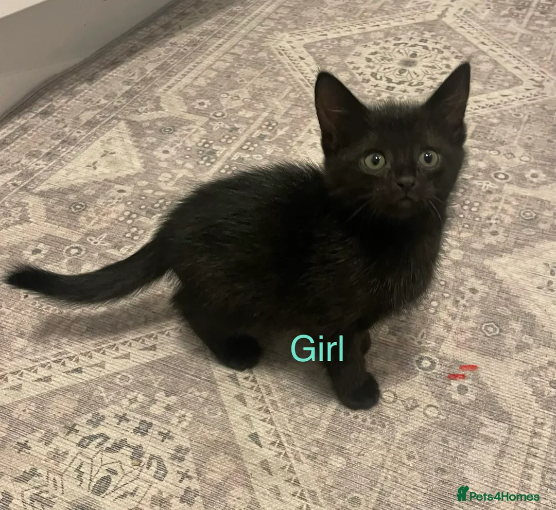 Mixed Breed cats for sale: 🐾 6 LOVELY, FRIENDLY KITTENS – 5 BOYS & 1 GIRL 🐾 - Advert 2